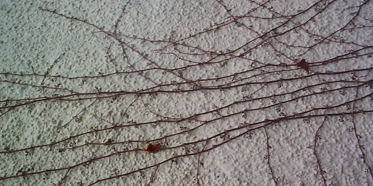 Cashman Casino App on Amazon Appstore